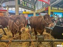 salon de l'agriculture Paris.jpg